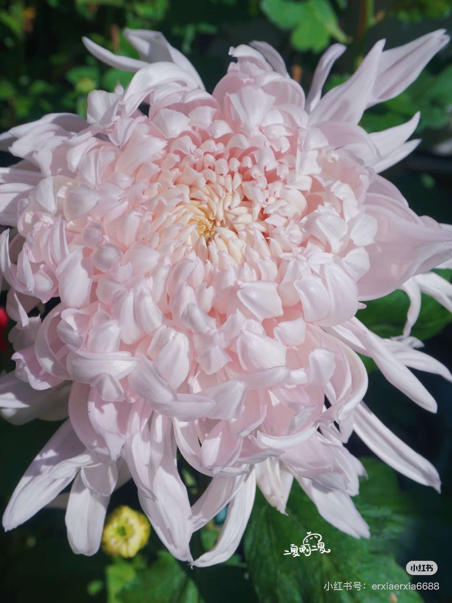 仙露蟠桃  菊花大花耐寒露天