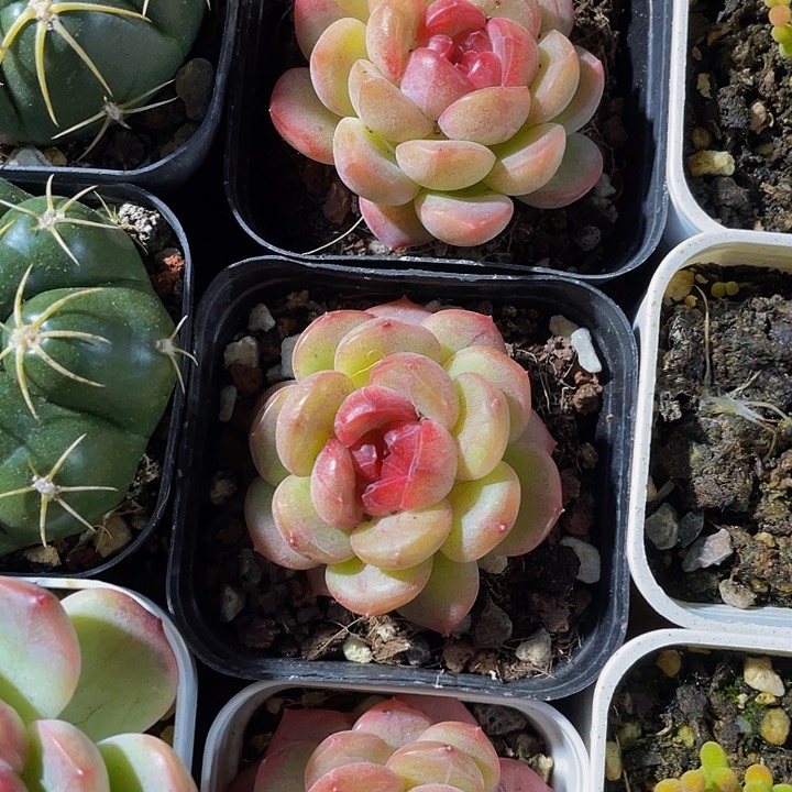 单头琴心12.8带盆