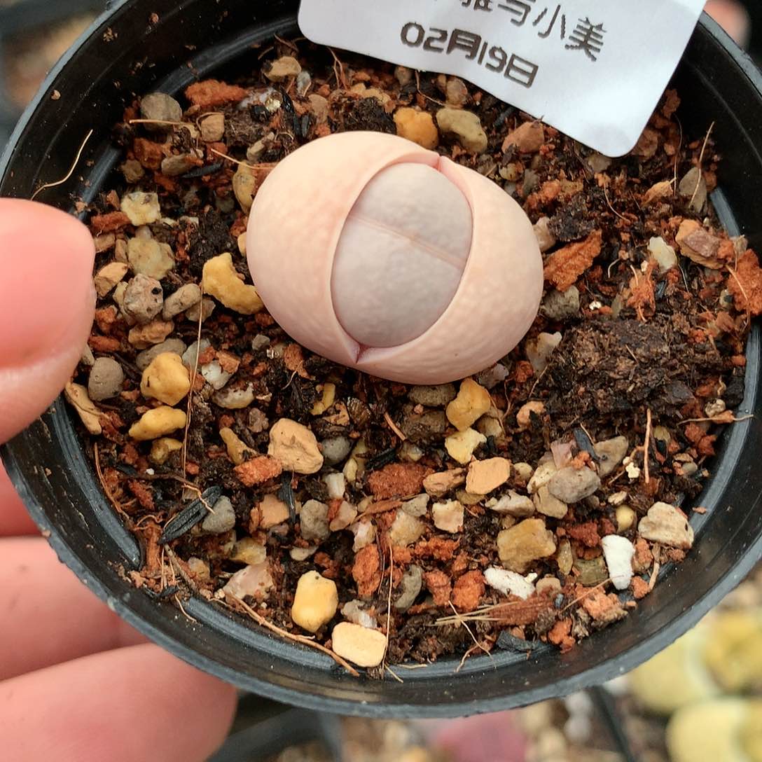 W669多肉植物保护研究所