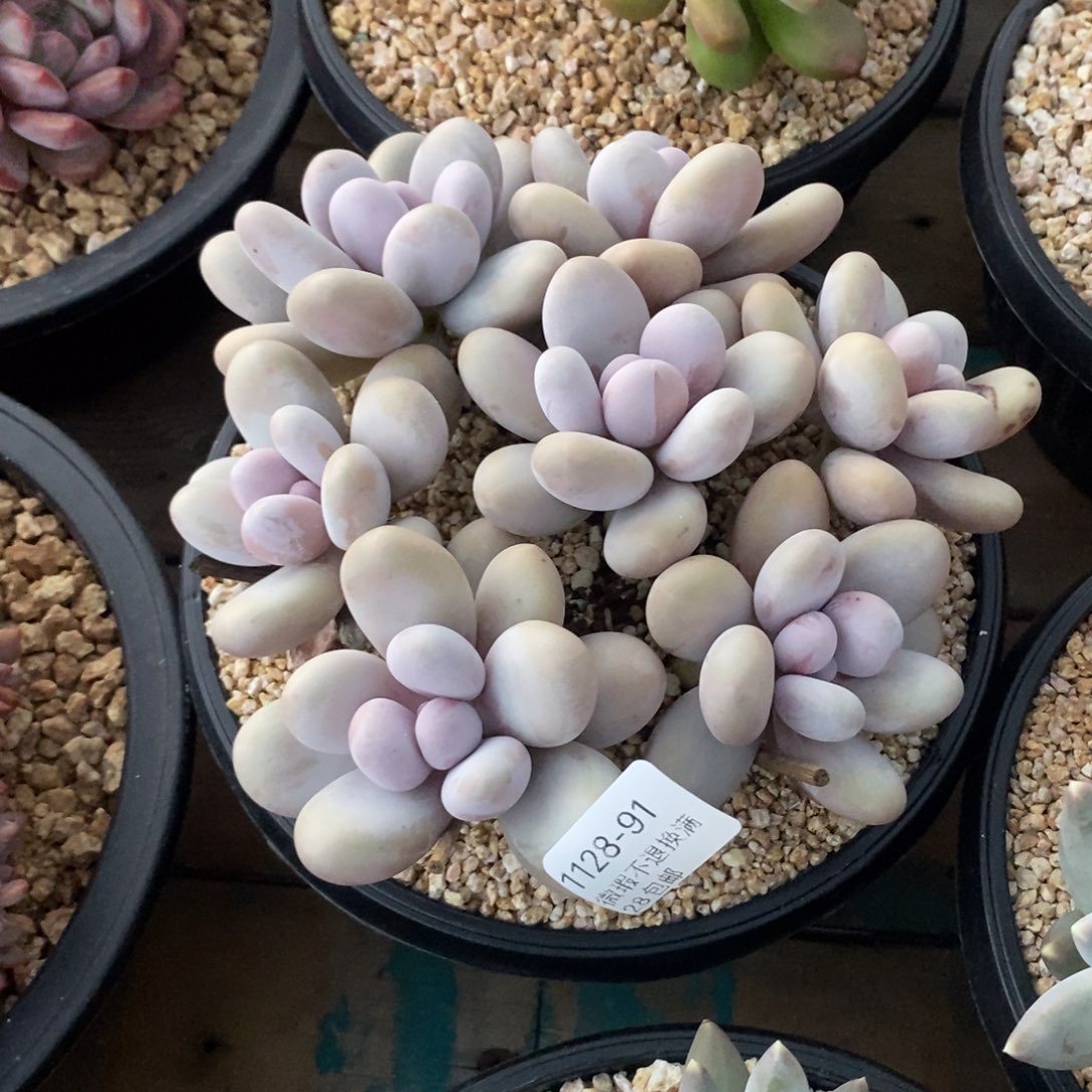 苹****91号的多肉群漂亮