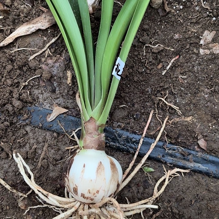 无花朵安吉拉包对版三号