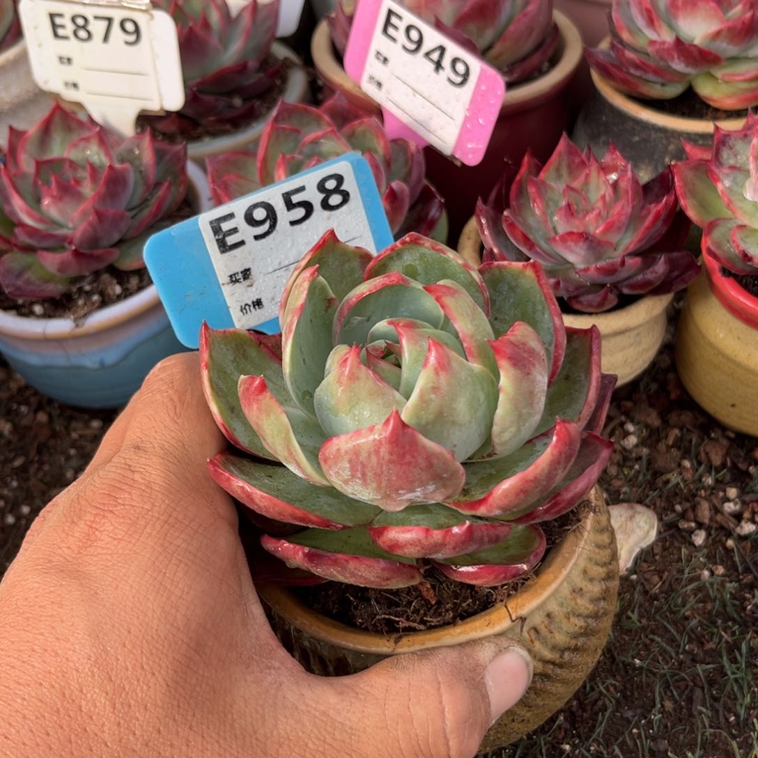 惊鸿一瞥958号多肉