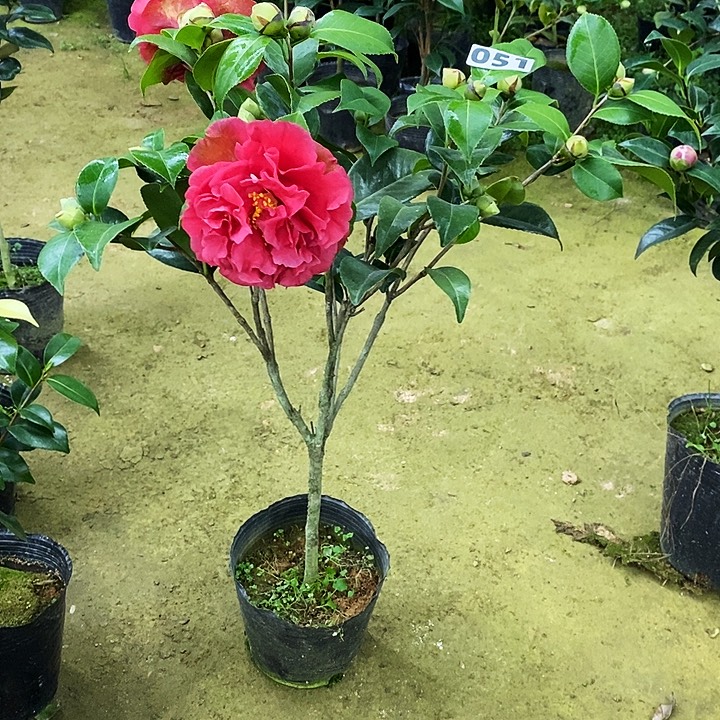 克瑞墨。    茶花。 051。   