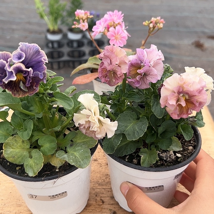 红陶抖音直播闪拍37/38