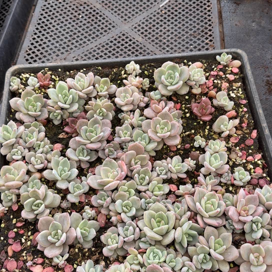 多肉杂交一物一拍27-12