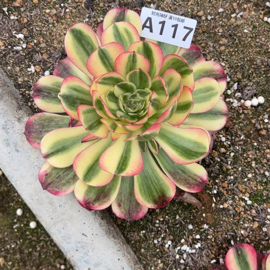 117海神多肉植物