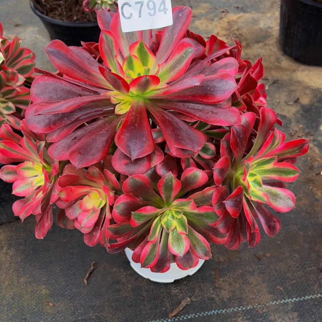 小***馆完全开放法师多肉植物美杜莎794