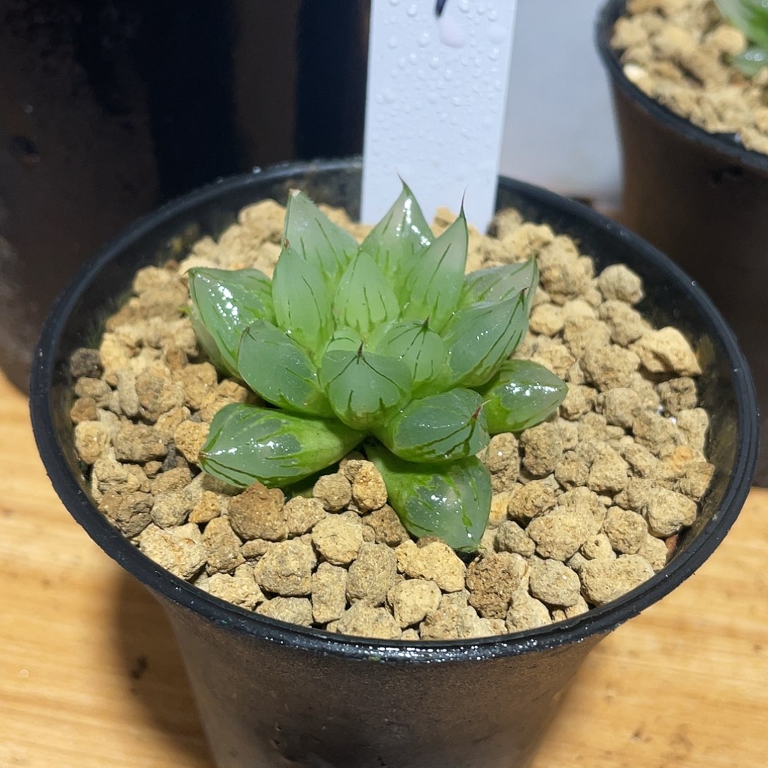 Q***直播间9号西亚基多肉