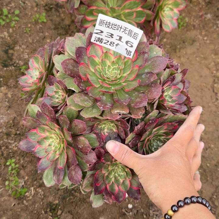 2316二号棚莲花座A