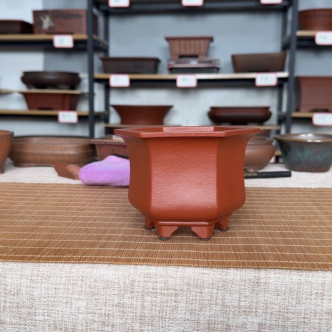 跳***跳紫砂2445677868777888