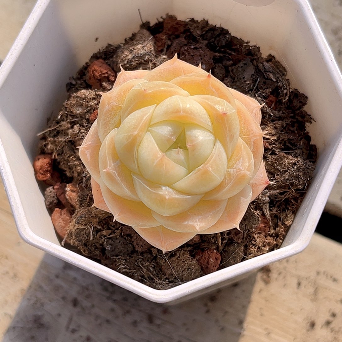 220 夏末珍妮   满18包邮