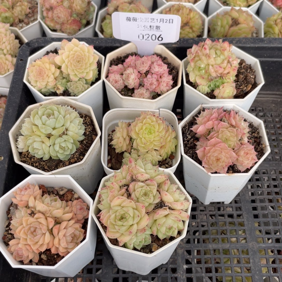 不包整散 盆子不售后0206