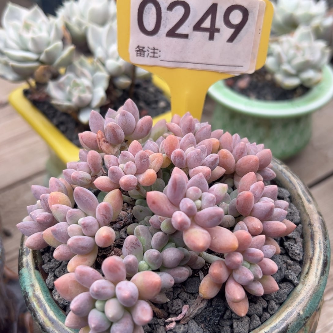 多肉植物星黛露群多肉植物