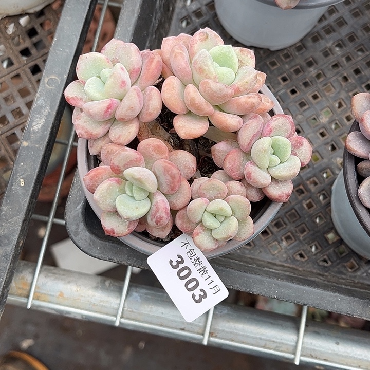 阿雅园艺。           3003花斑鹿