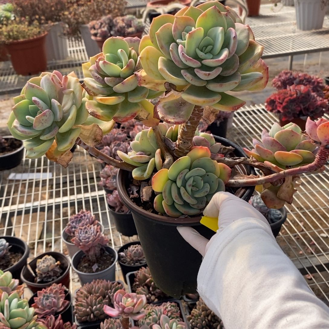 460白月光一物一拍