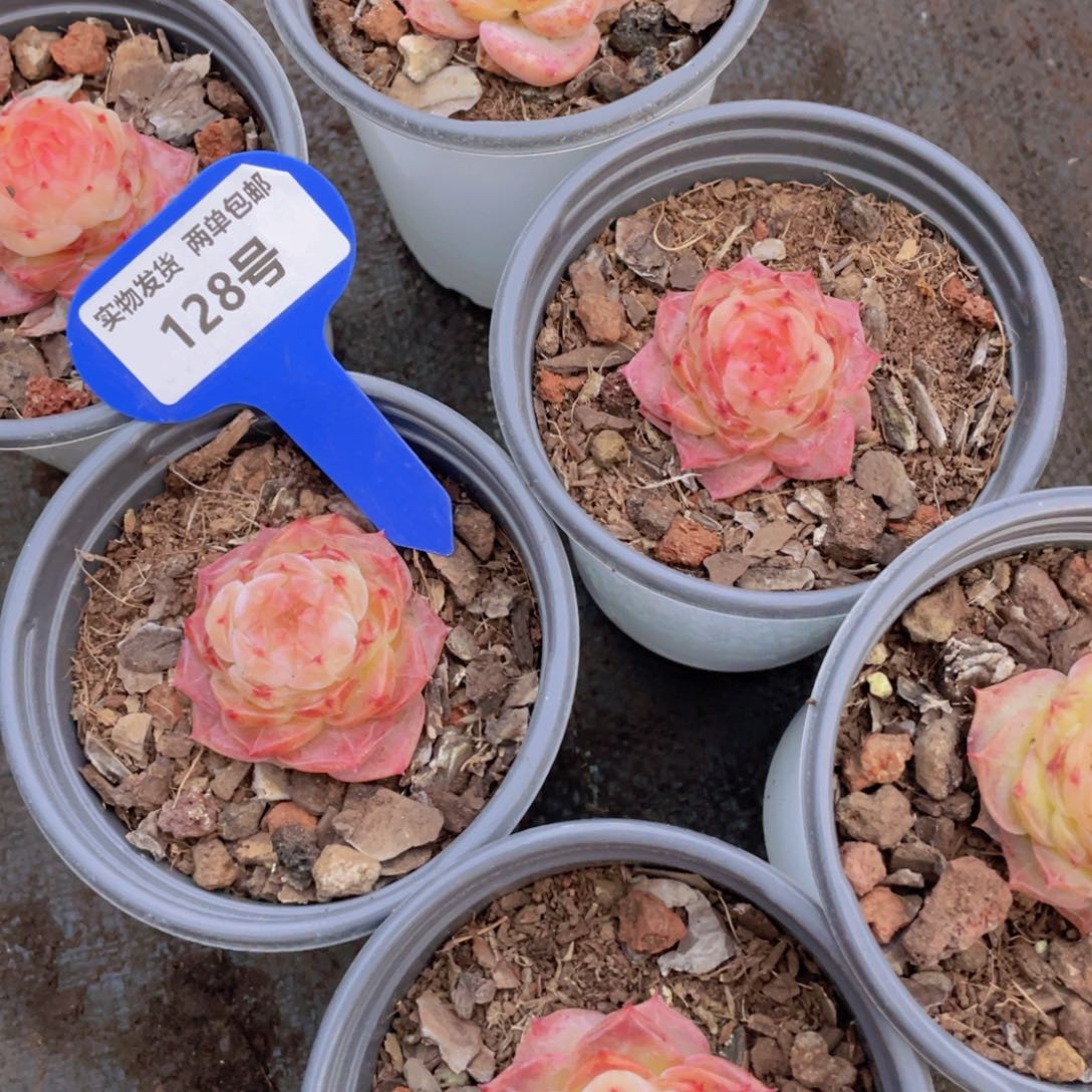 128号 全状态冻唇蜜单头一个 捡漏