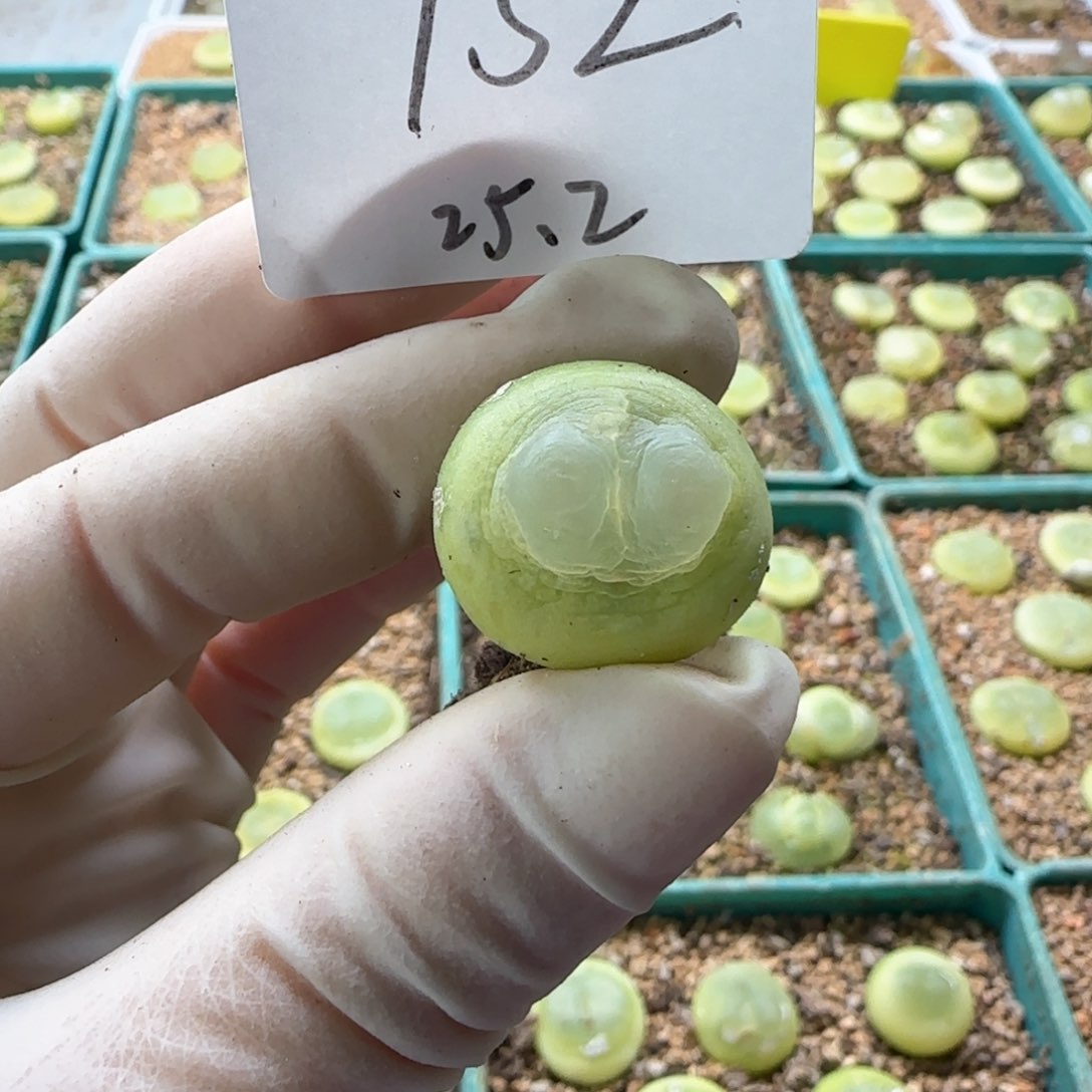 多肉多肉多肉2025-752 