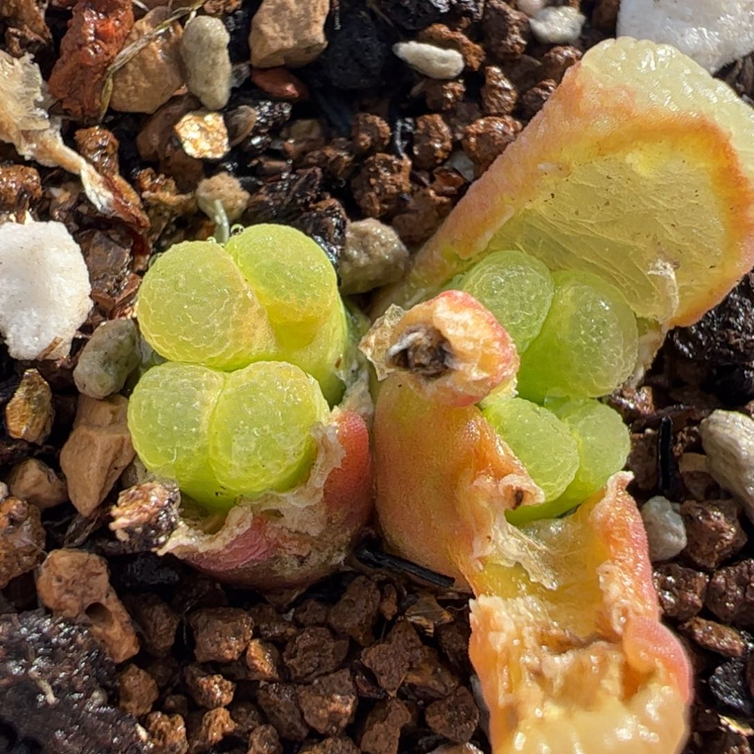 0822多肉植物百科