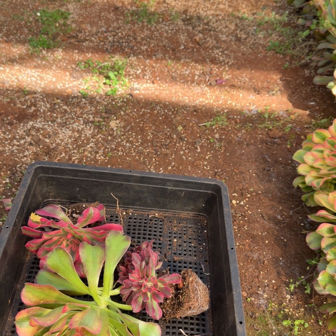 梵***头红日2颗多肉植物法师