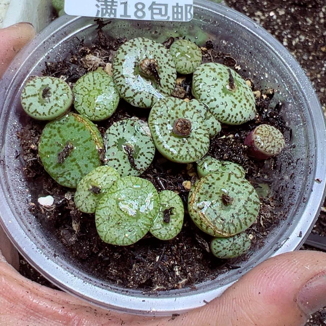 【闪购商品】 232.    