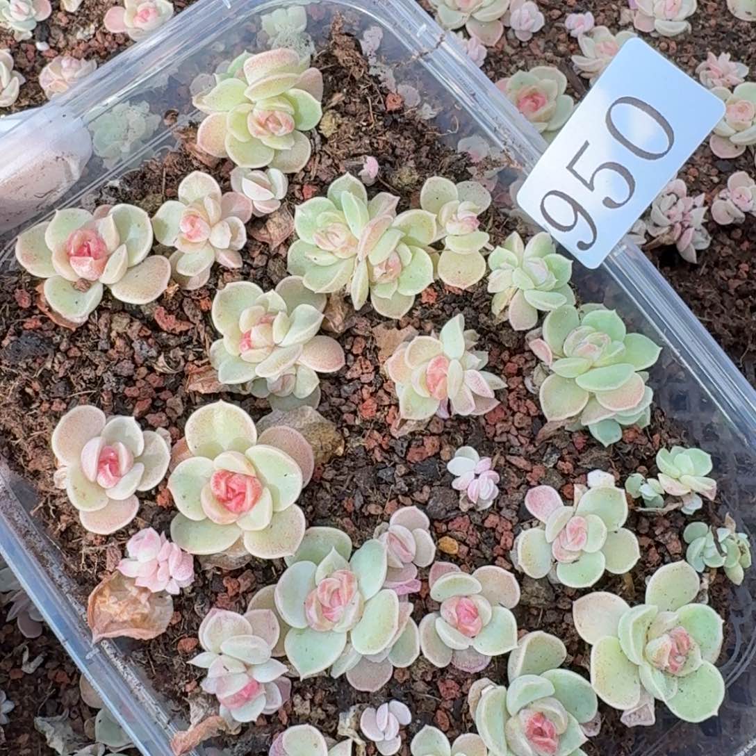 多肉植物多肉植物950