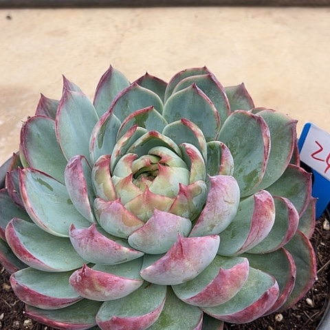 24惊鸿一个脱土多肉