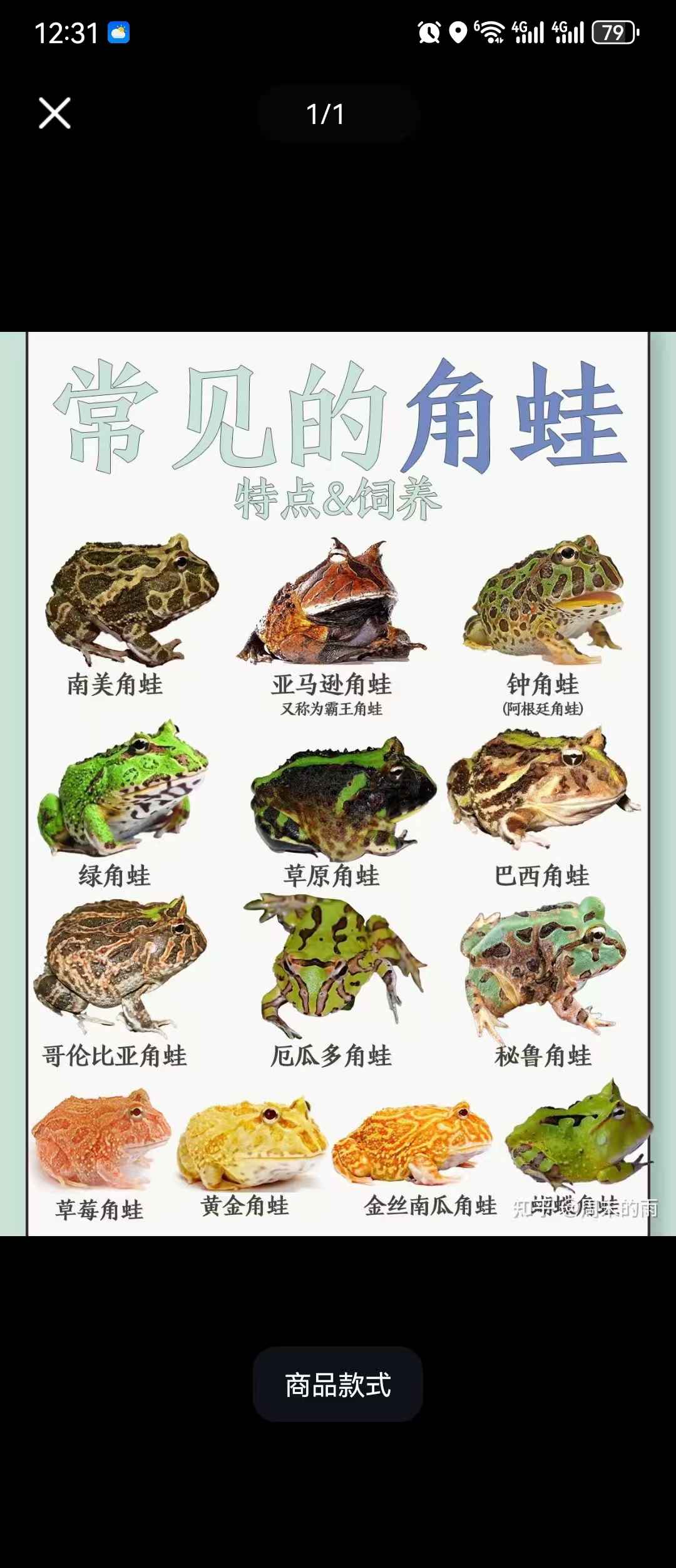 南美角蛙两栖宠物
