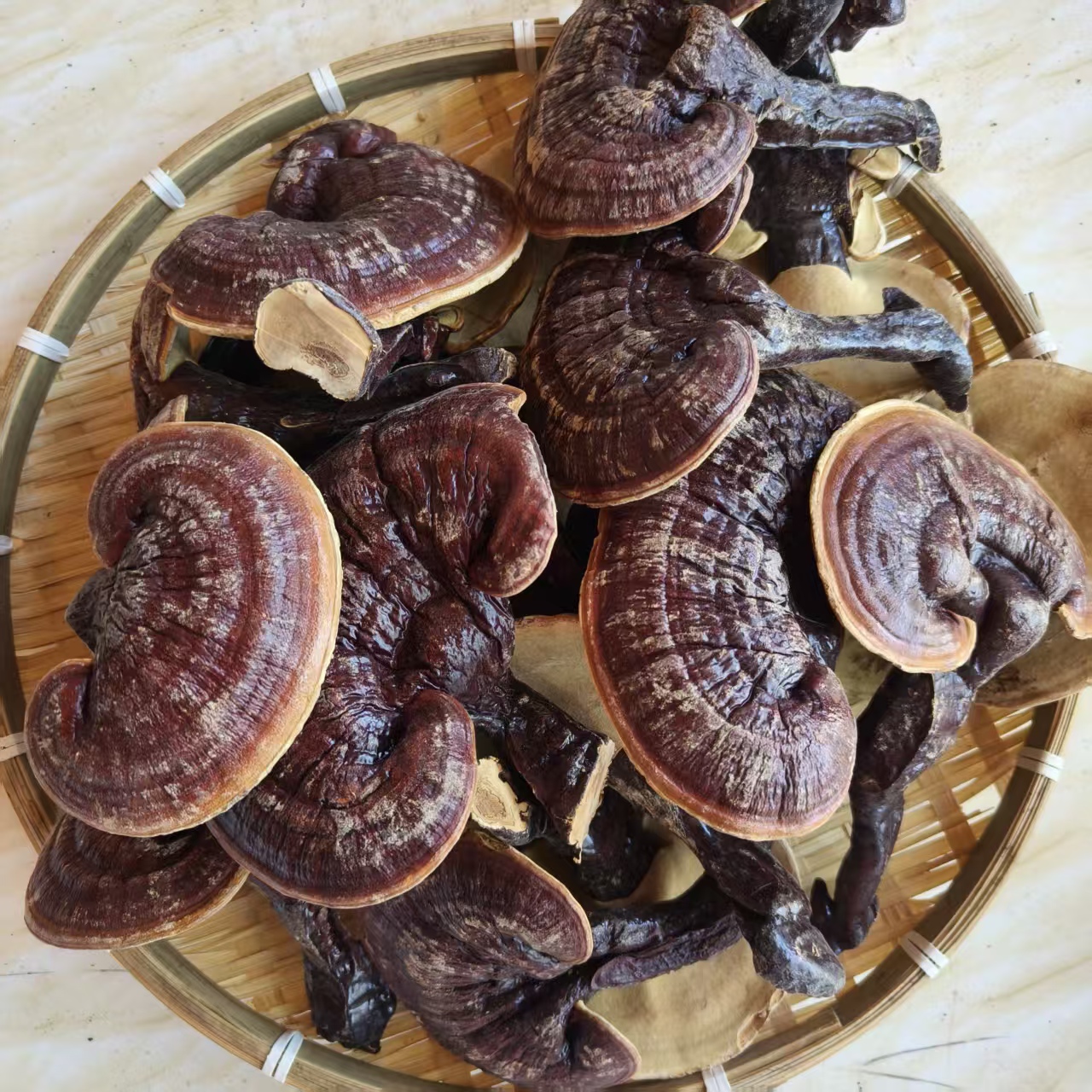 【高原小慧】金边灵芝