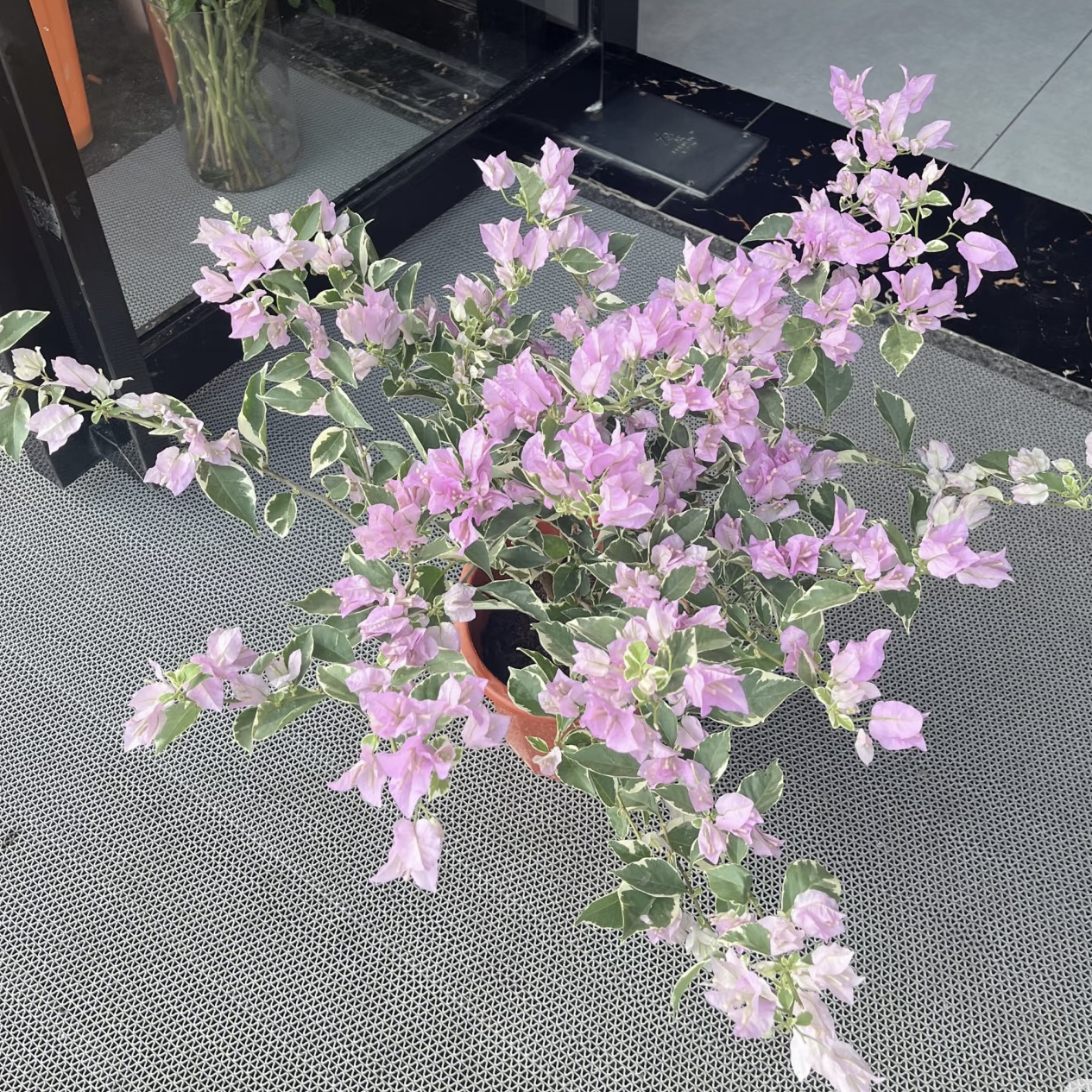 银边水仙紫·b花叶四季开花好养护三角梅