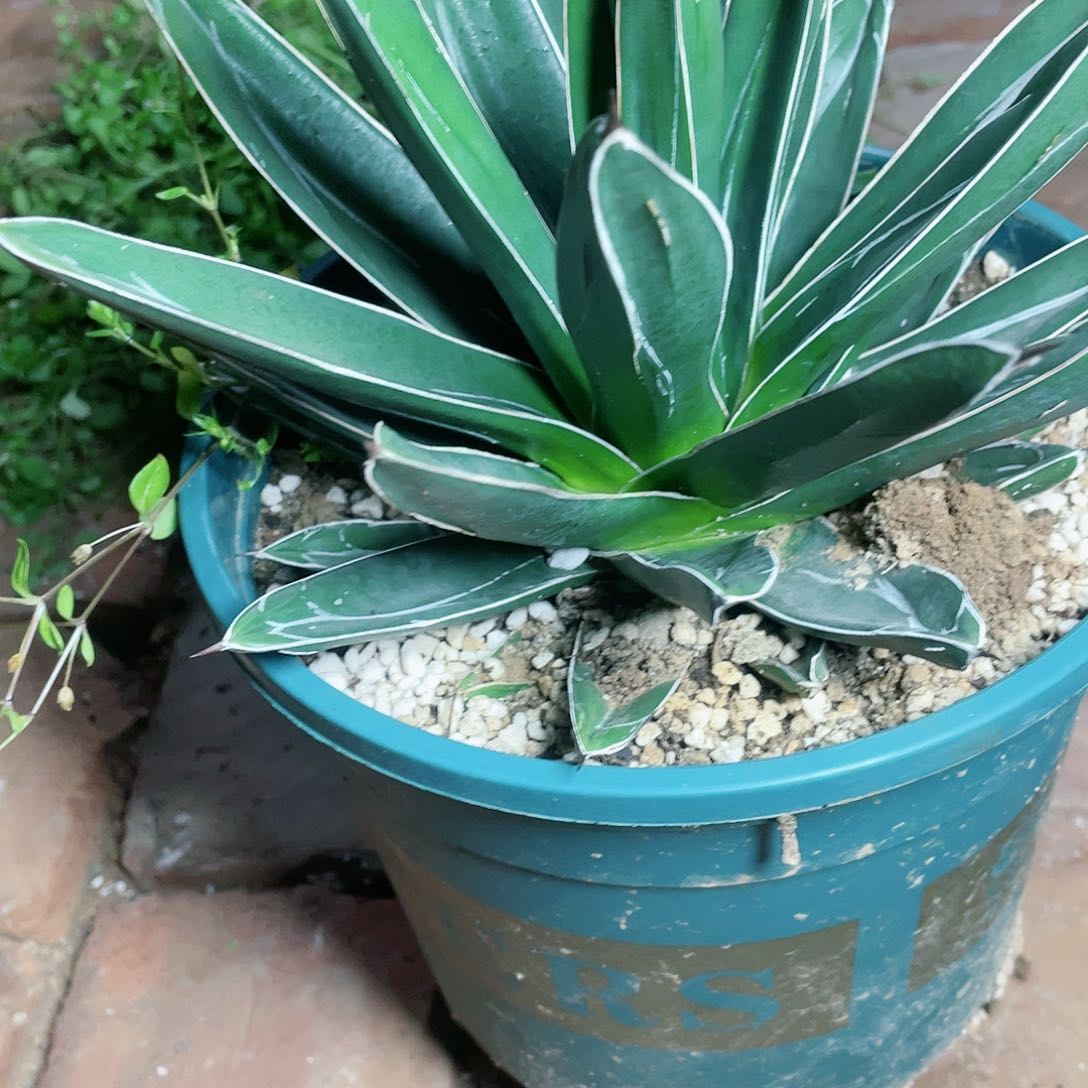 水****6维多利亚女王小苗龙舌兰