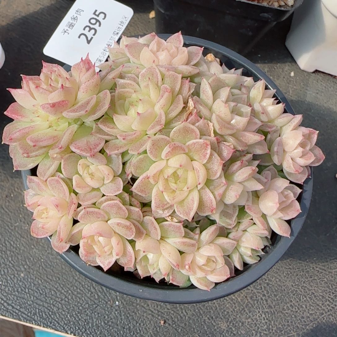 麦秆群，带盆发不包整2395多肉