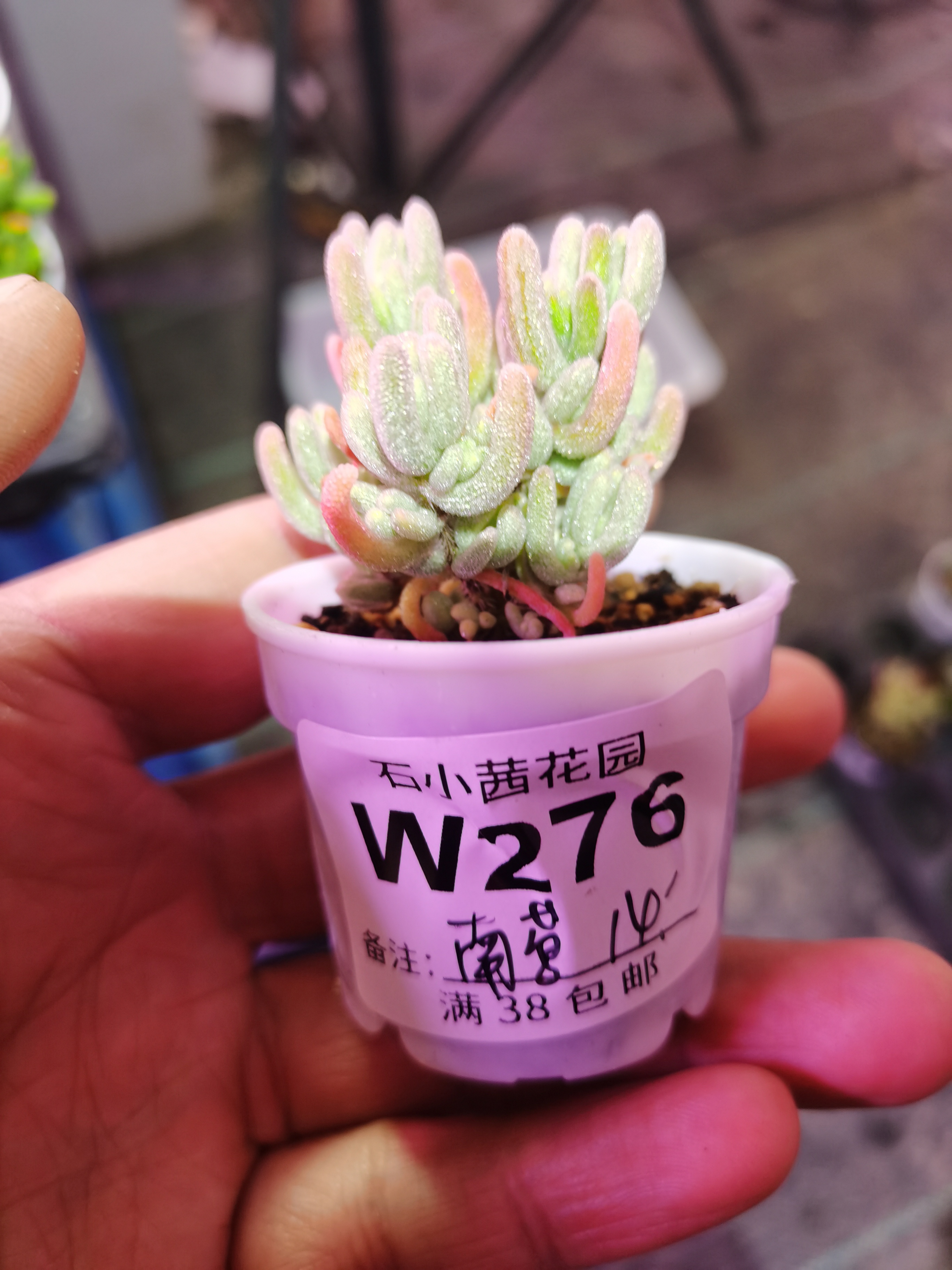 南鸢-橙叶锦-多肉植物枝干番杏