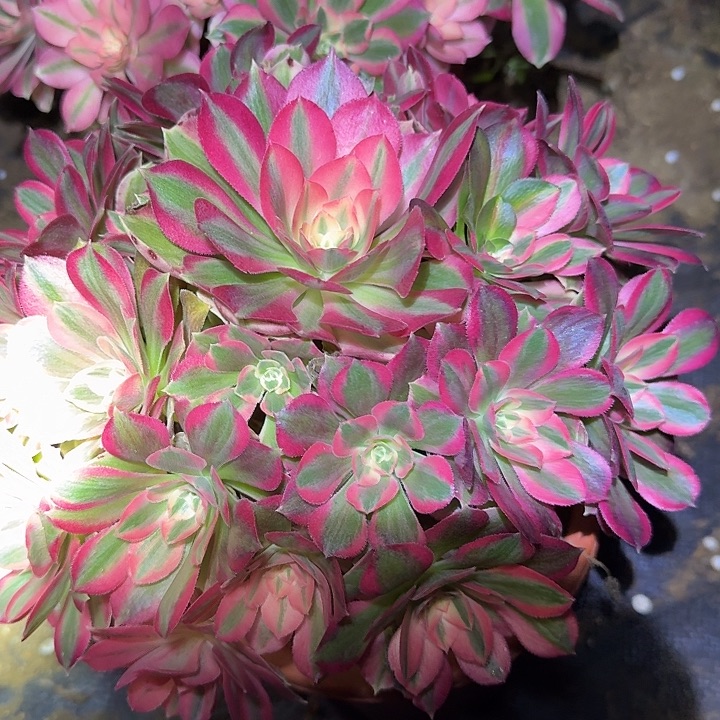 精品妖月老桩亏本福利46