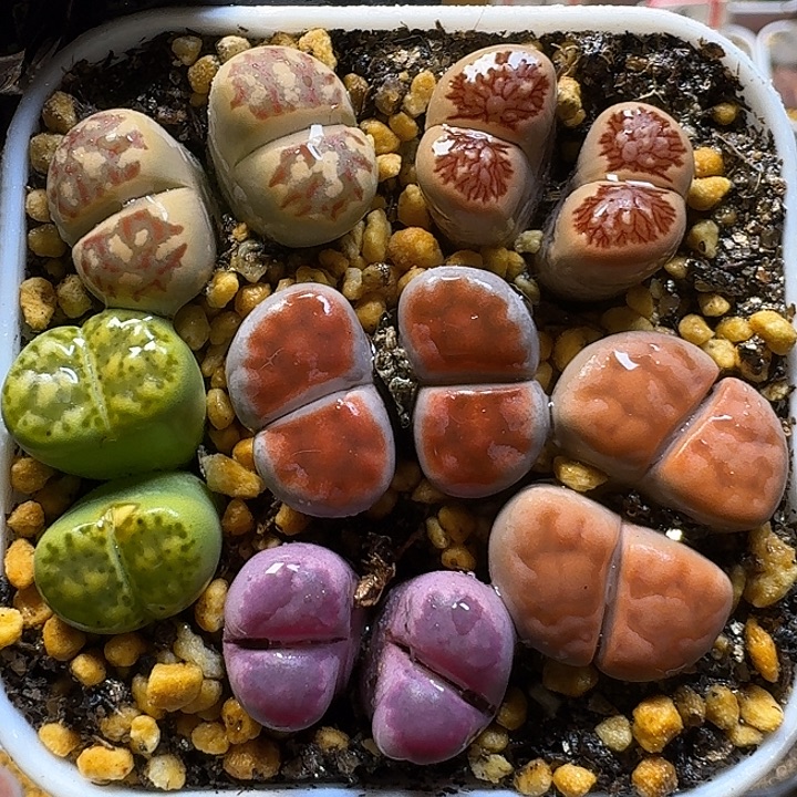 生石花1111112。  177