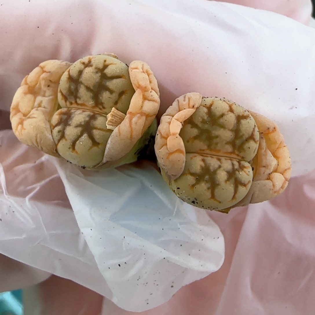 3.20，c188云映，9005