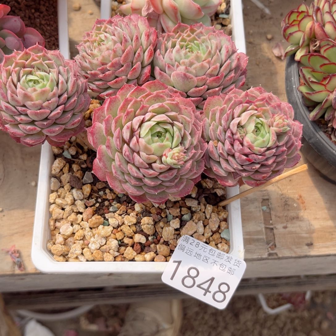 大1848:？x b xb vb