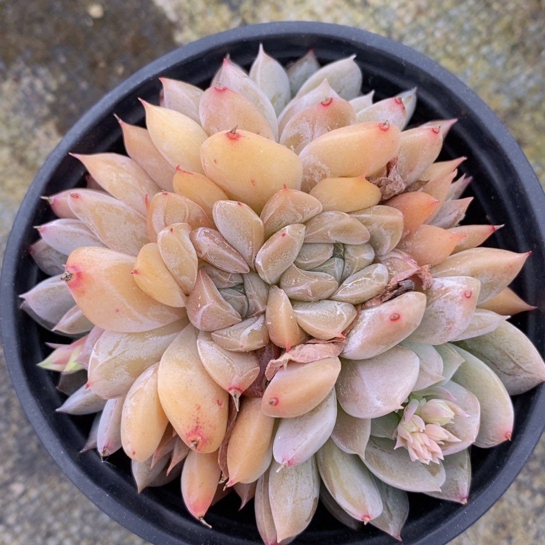 可问主播品种，下滑链接更多品种多肉选择