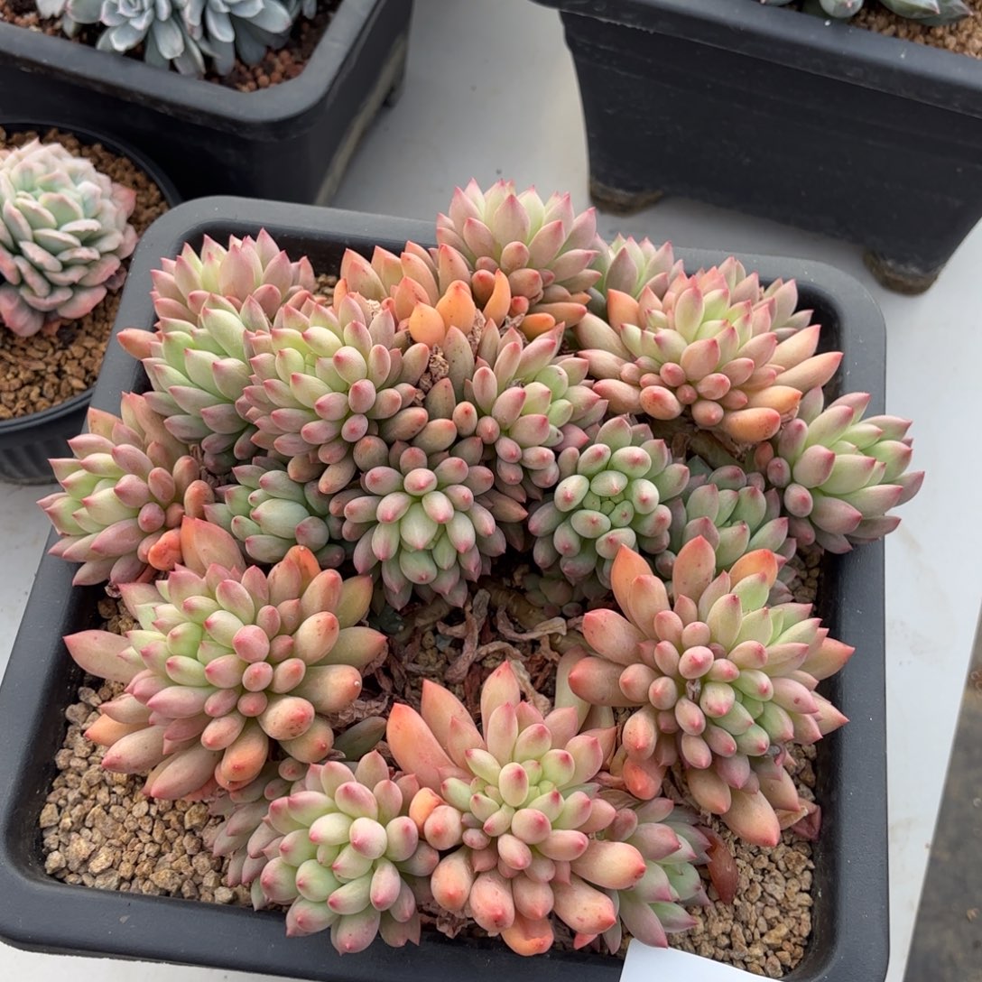 1816圆字多肉植物