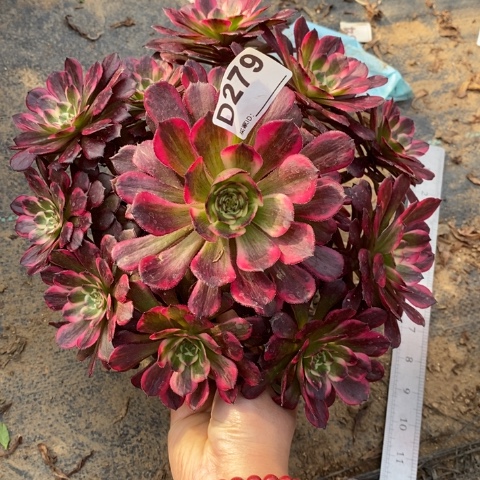 金刚多肉植物法师