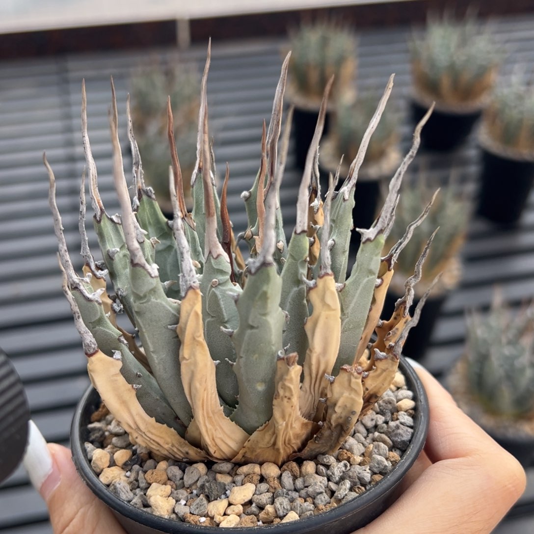 无花朵妖炎熟桩带盆 8折价