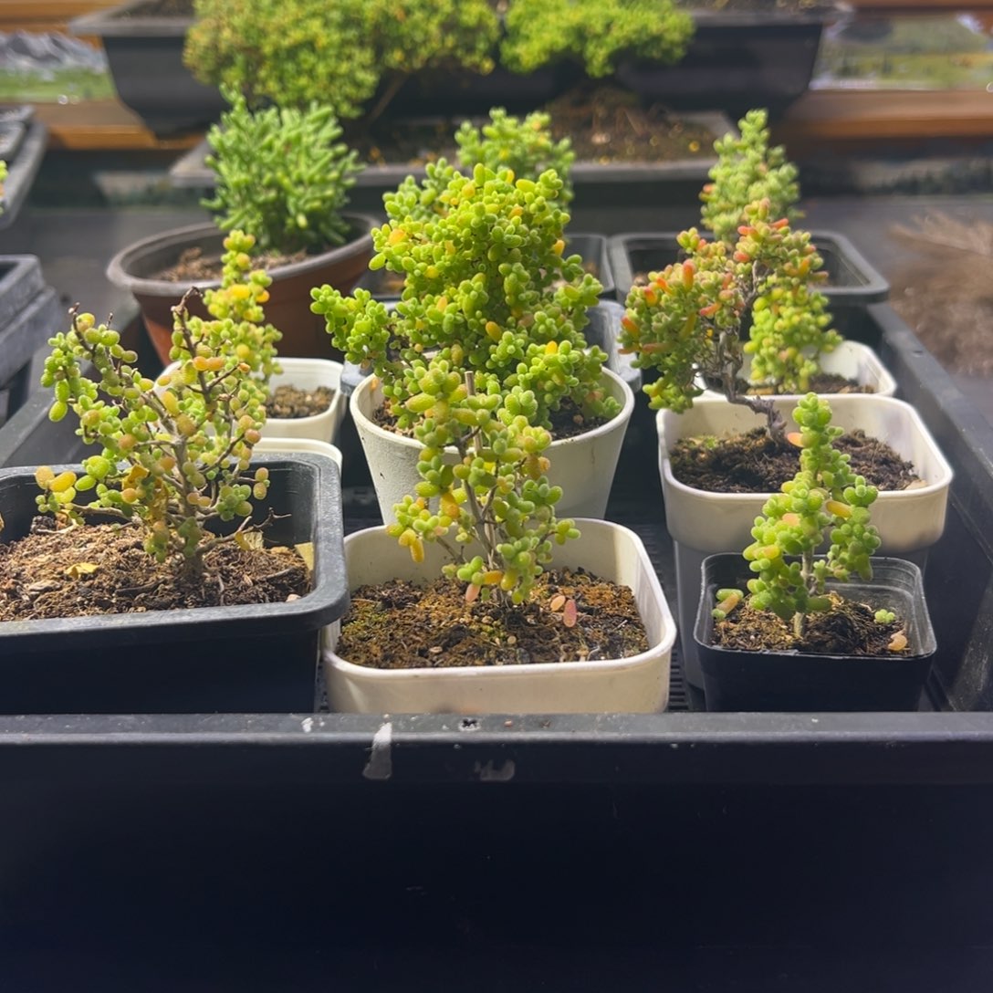 锦***记枝干番杏多肉植物410