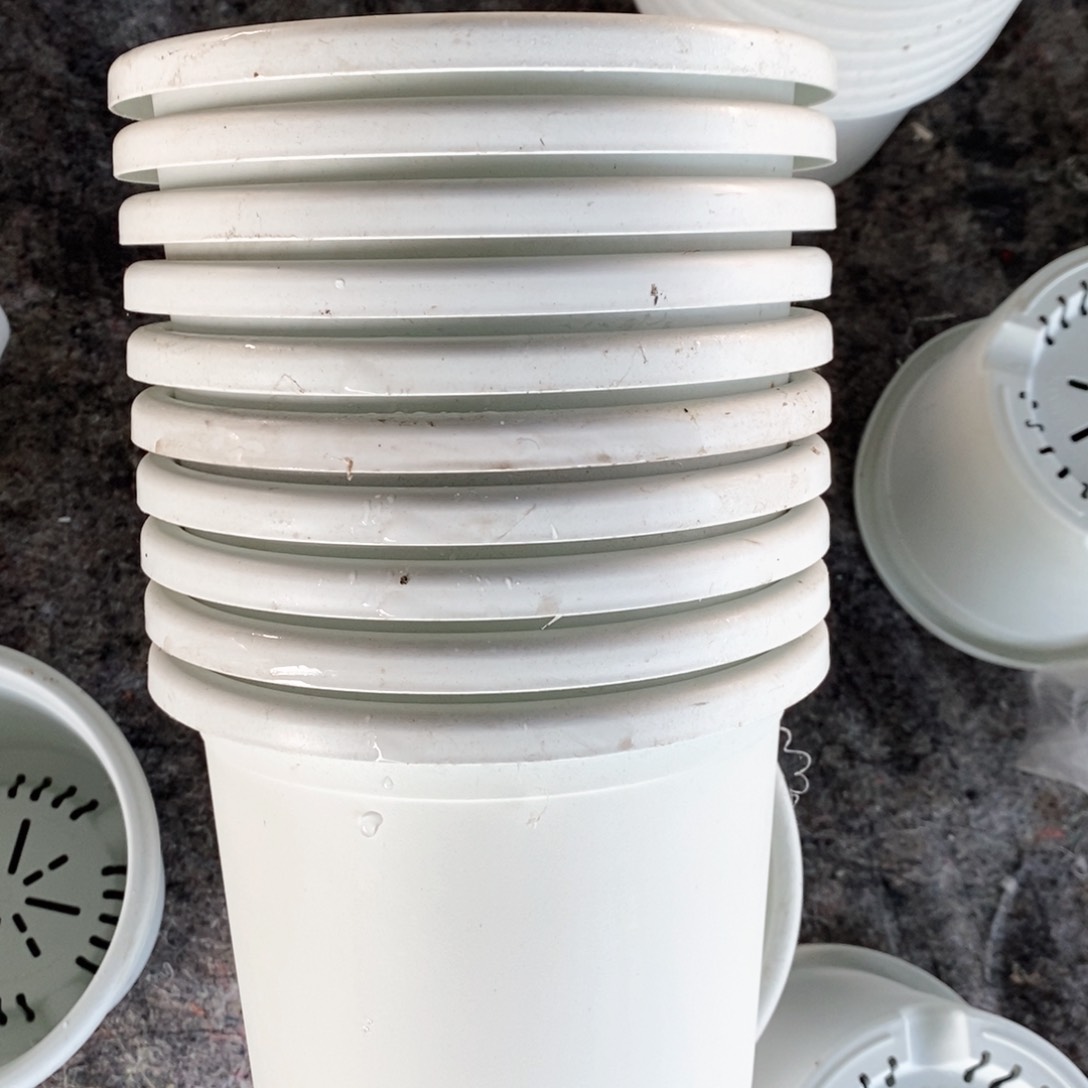 10个21口奶白落灰无托伊特（21×17.8）