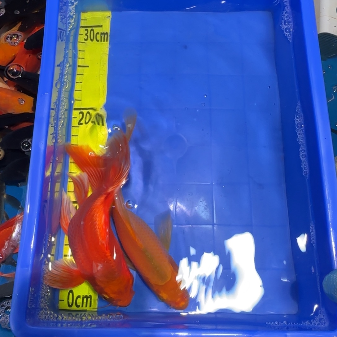 中国大陆蝴蝶鲤两条