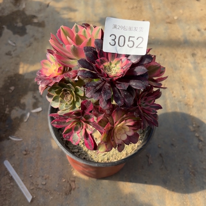 彩树多肉法师3052