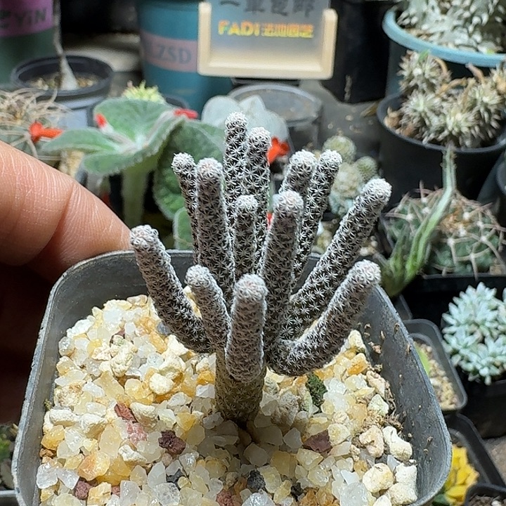 204mini牧师脱土发货