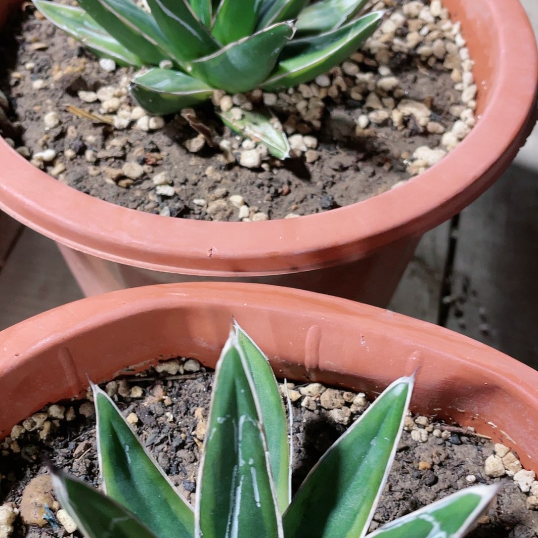 金山小颗龙舌兰包邮