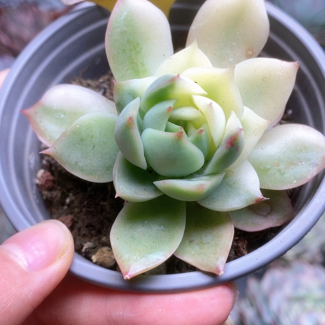 D223加勒比海蓝锦锦锦锦锦锦