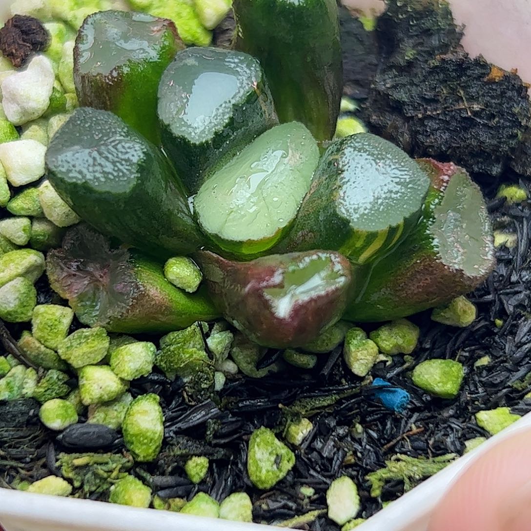 紫镜万象十二卷多肉植物