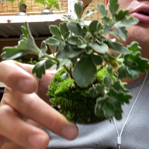 红陶一物一拍所见即所得297