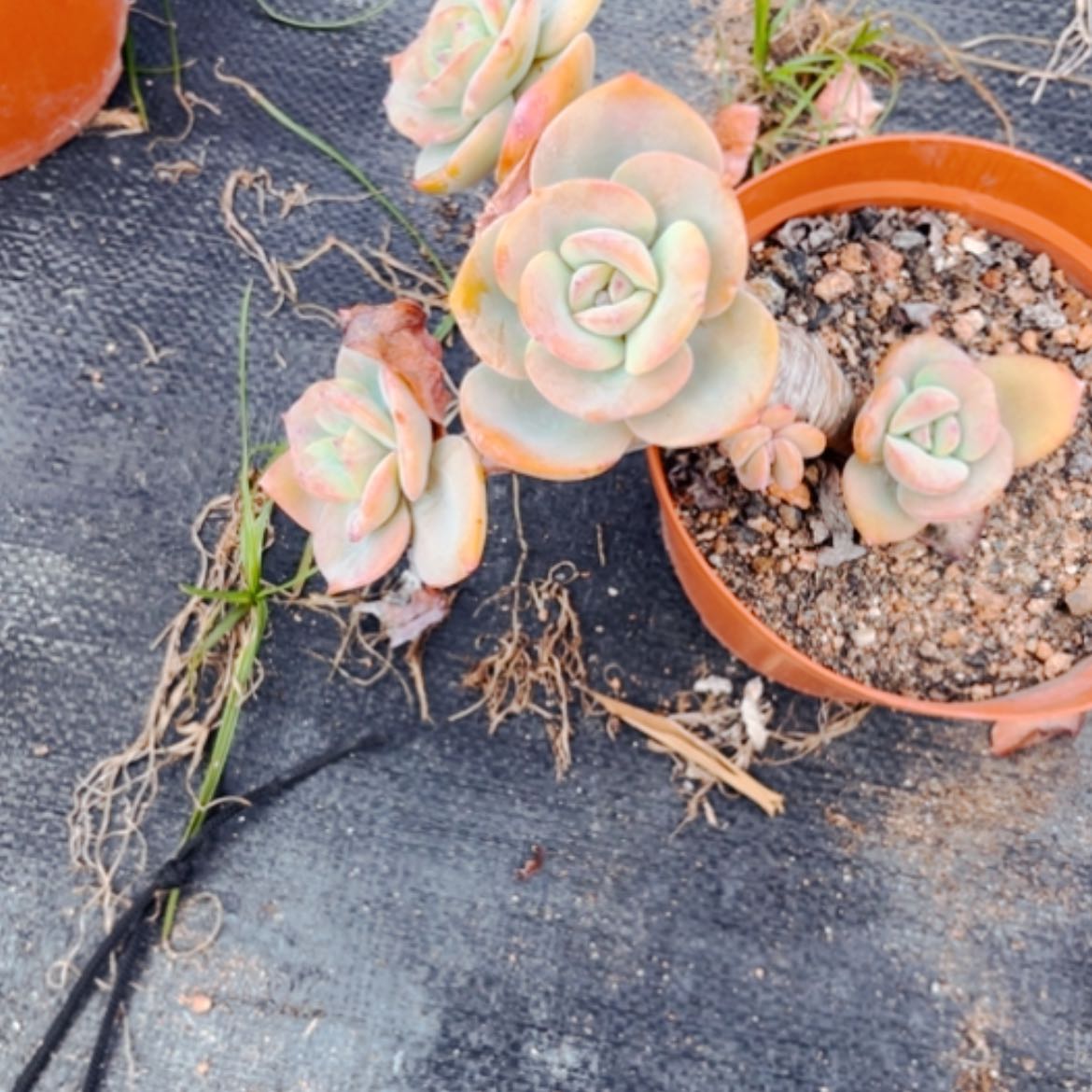 【闪购商品】静**澜白凤